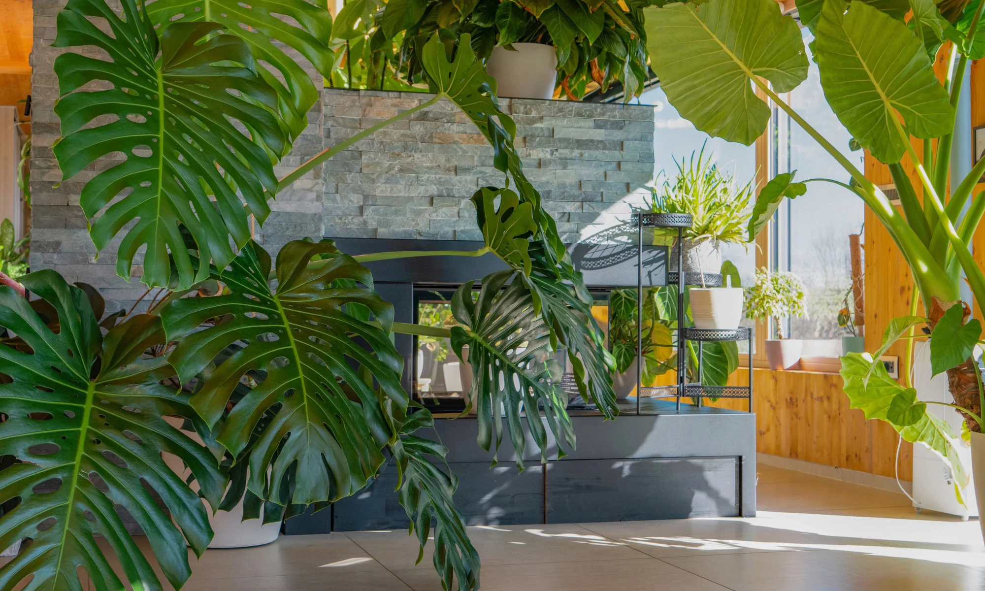 Bring the Tropics Home